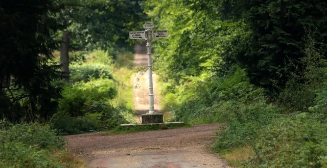 photo  la forêt de bercé, réputée pour ses chênes.  &copy;  ouest-france 