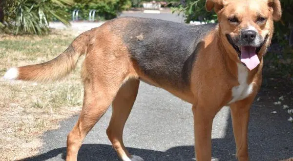 photo  croisée labrador - berger, lady, 5 ans bientôt, attend une nouvelle famille à la spaa de maine-et-loire.  &copy;  spaa 