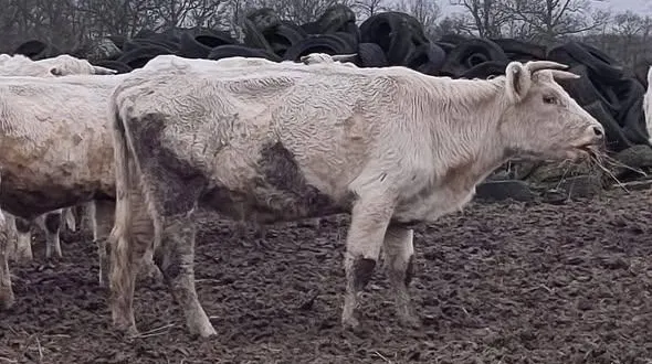 photo  les services de l’état ont procédé au retrait de 200 bovins dans un élevage du calvados.  &copy;  préfecture du calvados 