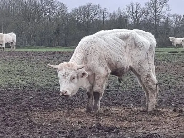 Les services de l’État ont procédé au retrait de 200 bovins dans un élevage du Calvados. Préfecture du Calvados photo les services de l’état ont procédé au retrait de 200 bovins dans un élevage du calvados. © préfecture du calvados