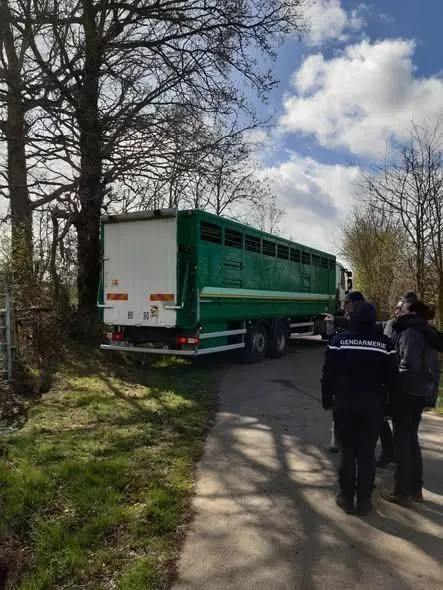 Les services de l’État ont procédé au retrait de 200 bovins dans un élevage du Calvados. Préfecture du Calvados photo les services de l’état ont procédé au retrait de 200 bovins dans un élevage du calvados. © préfecture du calvados