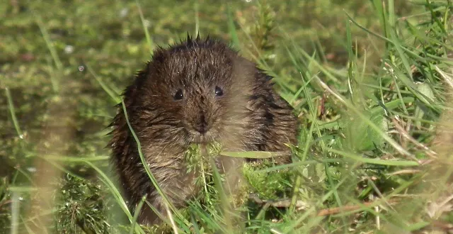 photo  le campagnol amphibie aime jouer au petit poucet, selon le cpie. il fait partie des espèces observables en ce printemps 2026 dans le marais de cré, à bazouges-cré-sur-loir.  &copy;  archives courrier de l’ouest 