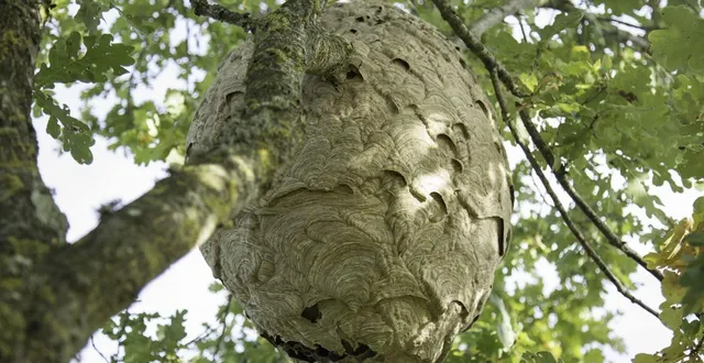 photo  nid de frelon asiatique secondaire : la situation s’est compliquée. tout aurait été plus simple en détruisant le nid primaire.  &copy;  fernand pineau 