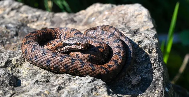 photo  beaupréau, jeudi 19 mars 2026. la vipère aspic est, avec la péliade, l’une des deux espèces de vipère présentes en maine-et-loire.  &copy;  co - laurent combet 