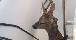 Info insolite  un plaisancier a récupéré un chevreuil qui nageait en pleine mer, au large de saint-malo, dimanche 29 mars 2026. 