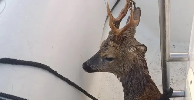 photo  un plaisancier a récupéré un chevreuil qui nageait en pleine mer, au large de saint-malo, dimanche 29 mars 2026.  &copy;  photo fournie à ouest-france par maël fontaine 