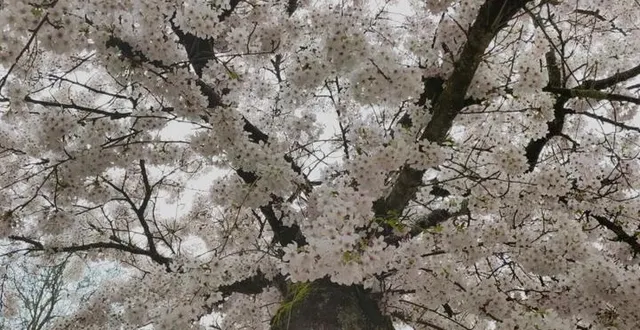 photo  karim djellabi est devenu paysagiste pour la ville d’angers.  &copy;  cédric fallon - karim djellabi 