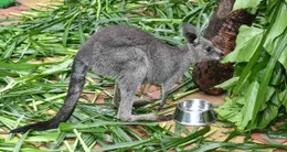 Info insolite  un petit kangourou au chimelong safari park, dans la ville de guangzhou au sud de la chine, le 22 avril 2019. photo d’illustration 