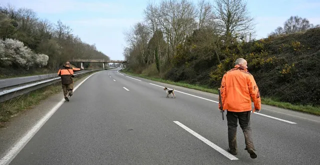 photo  « le monde de la chasse fait, dans la majorité des cas, ce qu’il peut pour réduire la population de sangliers. » ici, lors d’une battue le long de la d137 entre rennes et saint-malo (ille-et-vilaine) en mai 2025. photo d’illustration.  &copy;  thomas bregardis / ouest france 