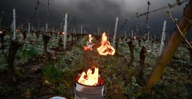 photo  bougies et braseros font partie des outils de lutte contre le gel dans les vignes.  &copy;  ouest-france 