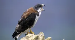 Info insolite  la buse aurait été dérobée après une intrusion dans le centre qui l’a recueillie, dans la nuit du samedi au dimanche 29 mars. photo d’illustration 