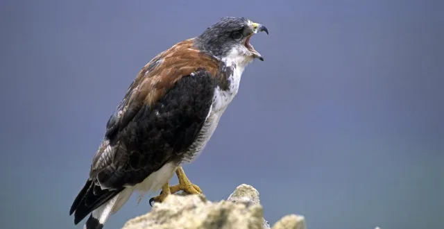 photo  la buse aurait été dérobée après une intrusion dans le centre qui l’a recueillie, dans la nuit du samedi au dimanche 29 mars. photo d’illustration  &copy;  leemage / bridgeman images via afp 