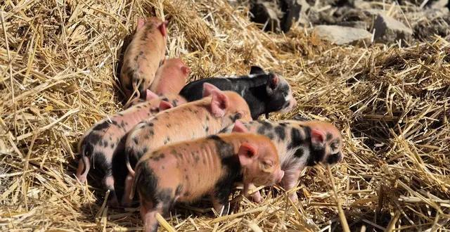 photo  le parc animalier d’écouves, au bouillon (orne), a eu une trentaine de naissances depuis le début de l’année 2026. d’autres sont encore attendus  &copy;  parc animalier d’écouves 
