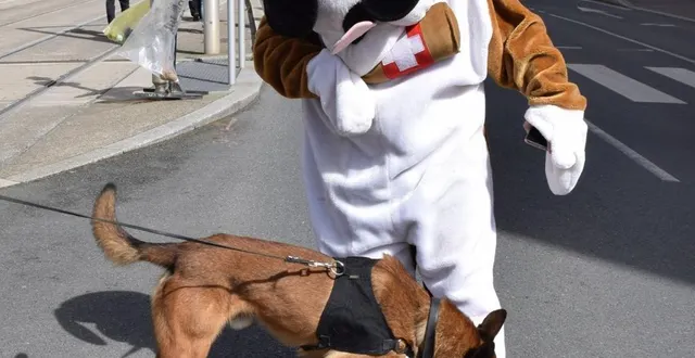 photo  la police nationale du calvados a une nouvelle recrue… qui ne passe pas inaperçu !  &copy;  police nationale du calvados 