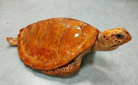 photo  en novembre 2025, la brigade douanière du mans a mis la main sur une tortue marine sur un marché.  &copy;  douanes des pays de la loire 