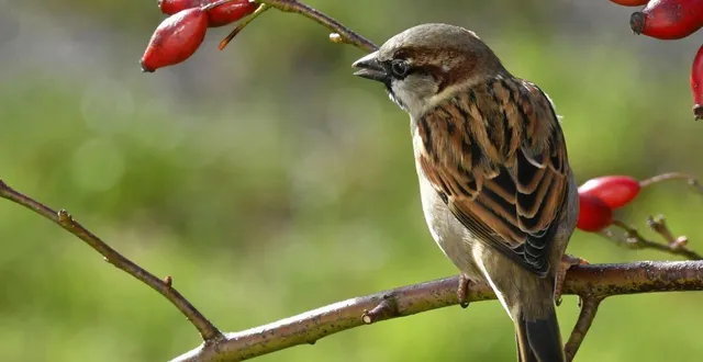 photo  dans les jardins de maine-et-loire, les moineaux domestiques sont très nombreux.  &copy;  thierry creux / ouest-france 
