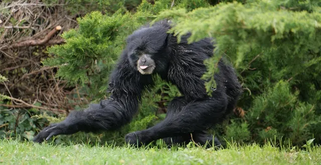 photo  lua, une femelle gibbon siamang, est la nouvelle pensionnaire du bioparc de doué-en-anjou (maine-et-loire).  &copy;  bioparc 