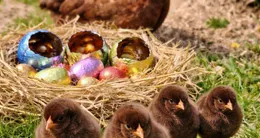 Info insolite  des poissons d’avril à se tordre de rire cette année. 