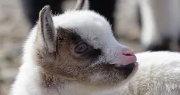 Info insolite  un agriculteur à la retraite a découvert deux chevreaux, une poule et un coq dans son utilitaire, mercredi 1er avril. photo d’illustration. 